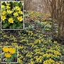Winter Aconite 24 bulbs
