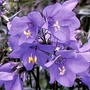 Jacob's Ladder 6 plants