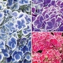Hydrangea Collection - Bavaria & Tivoli 2 plants in 9.5cm pots + 2 FREE