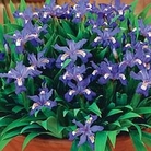 Iris cristata 3 bareroot plants