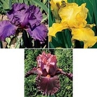 Iris - Reblooming Collection 3 rhizomes - 1 of each