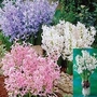 Hyacinth Multiflora Festival Collection 9 bulbs - 3 of each