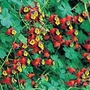 Tropaeolum tricolorum 4 tubers