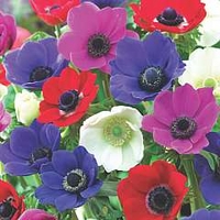 Anemone Jerusalem Mixed 18 corms