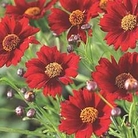 Coreopsis Caliente 6 young plants