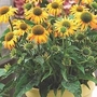 Coneflower Amber Mist 2 plants in 9cm pots
