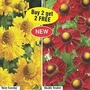 Helenium Collection 1 bareroot plant - 1 of each