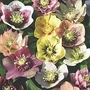 Helleborus Hybridizers Mix 10 young plants