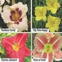 Daylily Fragrant Mixed 5 plants - 1 of each