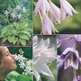 Hosta - Fragrant Collection 10 plants - 2 of each
