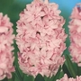 Hyacinth Prince of Love 6 bulbs + 3 FREE