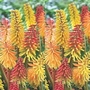 Red Hot Pokers Mixed 3 bareroot plants