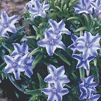 Lithodora Star 1 potted plant