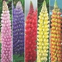 Lupin Westcountry Hybrids Collection 5 young plants - 1 of each