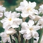 Narcissus Poeticus Plenus 5 bulbs