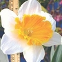 Daffodil William Park 9 bulbs