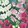 Sweet Pea Everlasting 10 potted plants