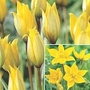 Tulip - Woodland Tulip 10 bulbs