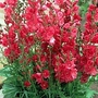 Sidalcea Party Girl 3 bareroot plants