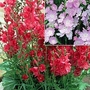 Sidalcea Collection - NEW 6 bareroot plants - 3 of each