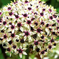 Allium Silver Spring 6 bulbs