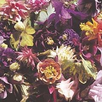 Columbine AllSorts Mixed 5 potted plants