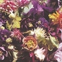 Columbine AllSorts Mixed 5 potted plants