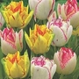 Tulip Bicolour Peonies Mixed 10 bulbs