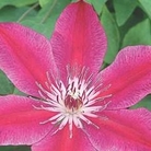 Clematis Ruby Wedding 1 potted plant
