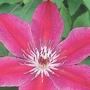 Clematis Texensis Ruby Wedding 1 potted plant