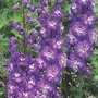 Delphinium Purple Picotee 5 potted plants