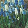 Muscari aucheri Mix 15 bulbs
