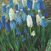 Muscari aucheri Mix 30 bulbs + 15 FREE
