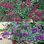 Buddleja Buzz™ Collection 2 young plants + 2 FREE - 2 of each colour