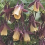 Columbine Blackcurrant Ice 10 potted plants