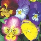 Viola Ultima Radiance Mixed 36 plug plants + 6 FREE