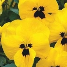 Pansy Skyline Yellow Blotch 72 plug plants + 12 FREE