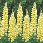 Lupin Saffron 1 young plant