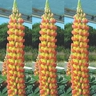 Lupin Gladiator 1 young plant