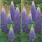 Lupin Persian Slipper 1 young plant