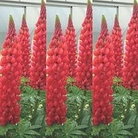 Lupin Red Rum 1 young plant