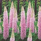 Lupin Blossom 1 young plant