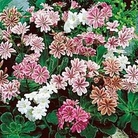 Lewisia Sunset Mixed 5 young plants