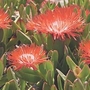 Delosperma Red Mountain 1 potted plant