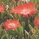 Delosperma Red Mountain 2 potted plants + 1 FREE