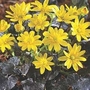 Ranunculus Brazen Hussey 1 potted plant