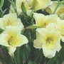 Day Lily Fragrant Returns 3 bareroot plants