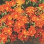 Helianthemum Collection (The Rock Rose) 10 plants