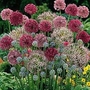 Allium Cottage Garden Mixed 50 bulbs