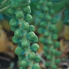 Brussels Sprout Maximus F1
